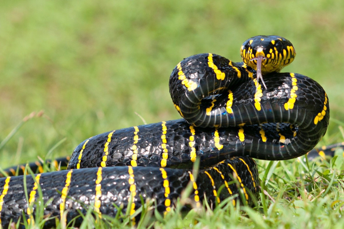 Black and Yellow Venomous Snake in the Grass