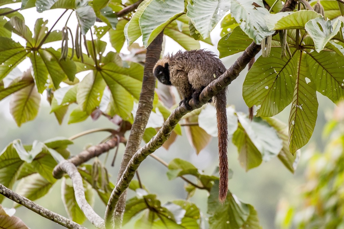 Masked titi monkey (Callicebus personatus), photographed in Santa Teresa, Espírito Santo - Brazil. Atlantic forest Biome. Wild animal. - Image