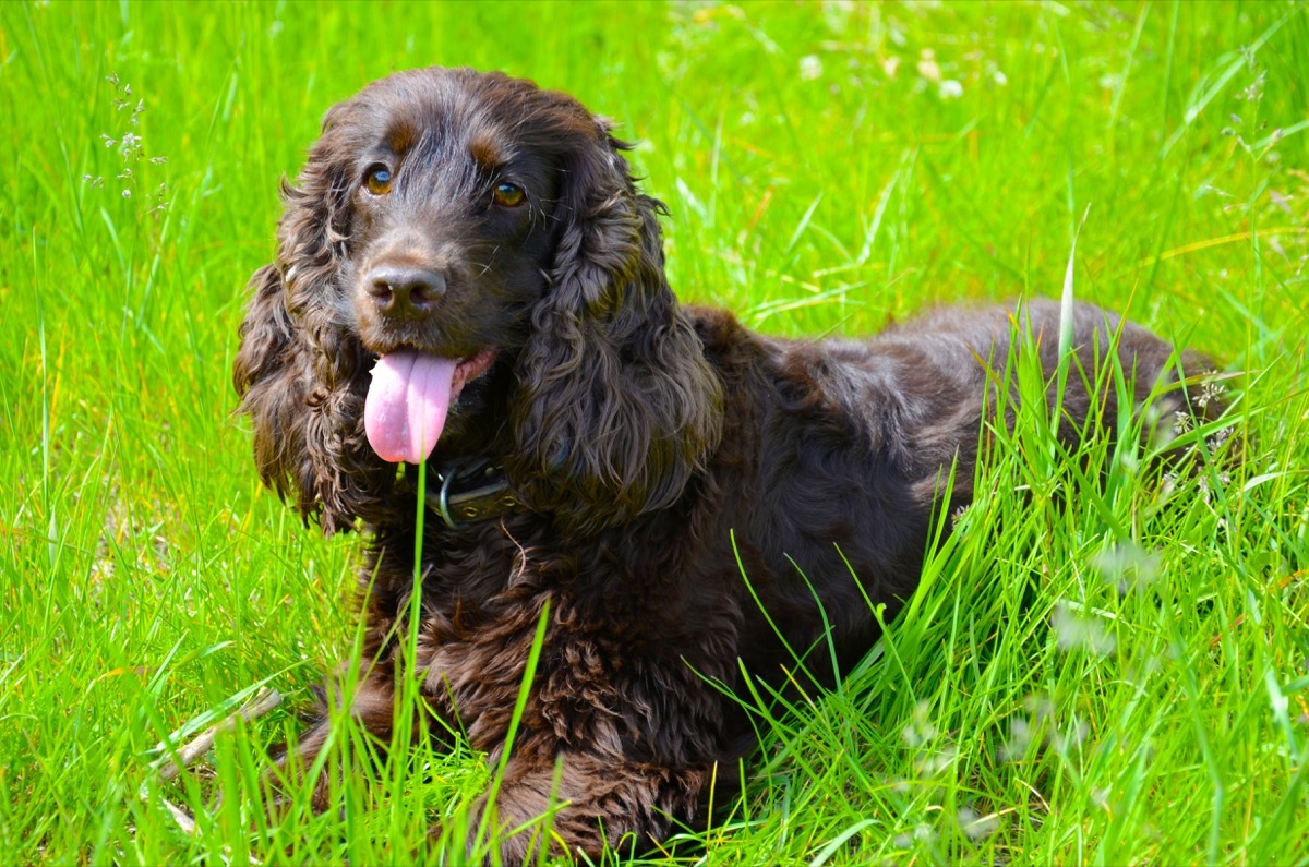 Typical Irish Water Spaniel in the spring garden - Image