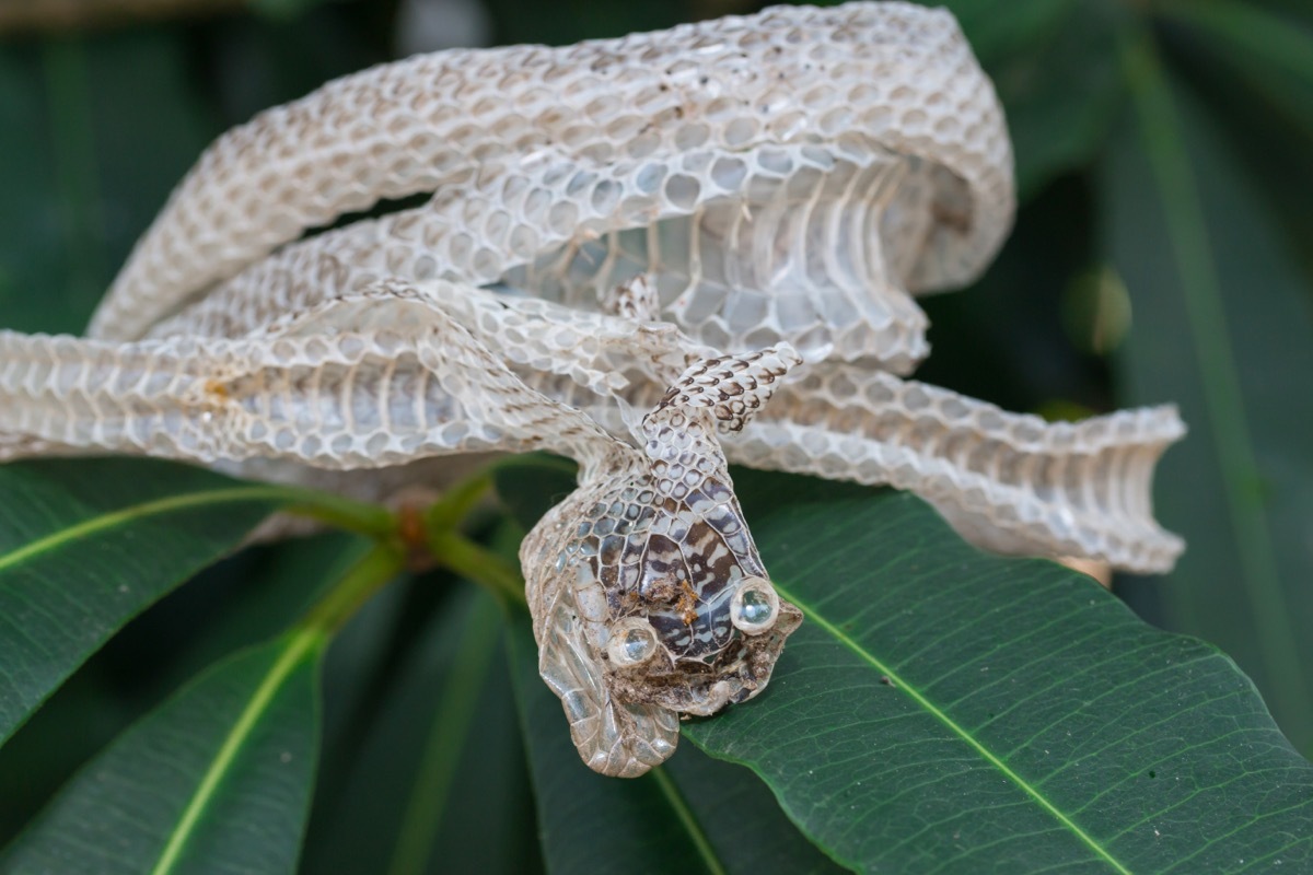 Shedded Snake Skin