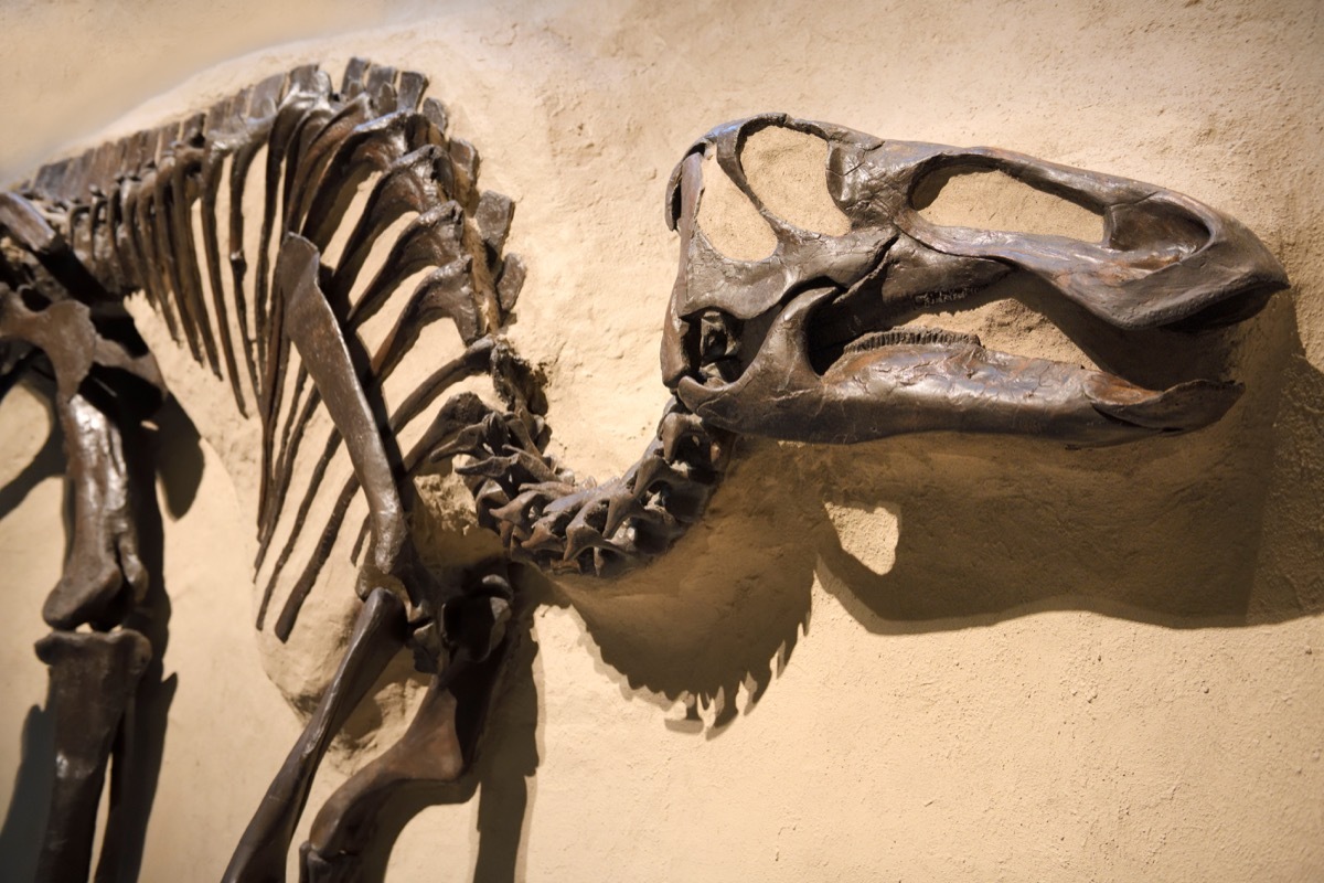 duck billed dinosaur fossil