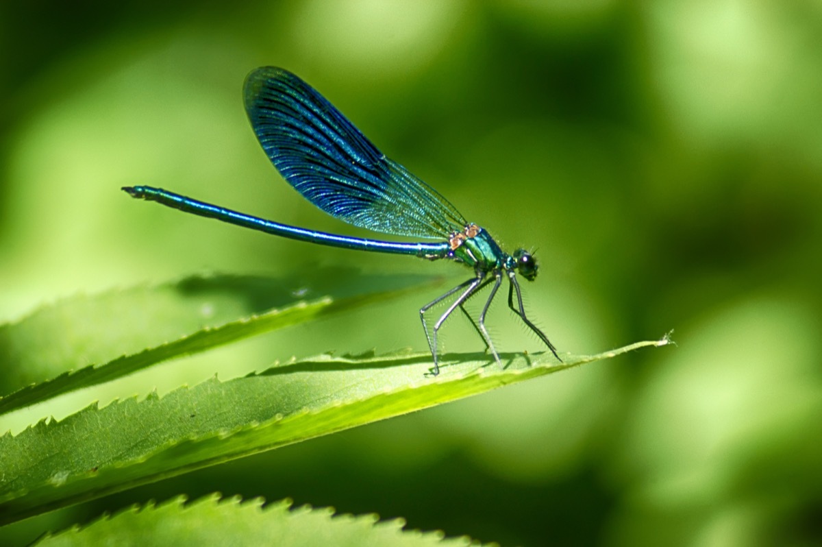 dragonfly on leaf