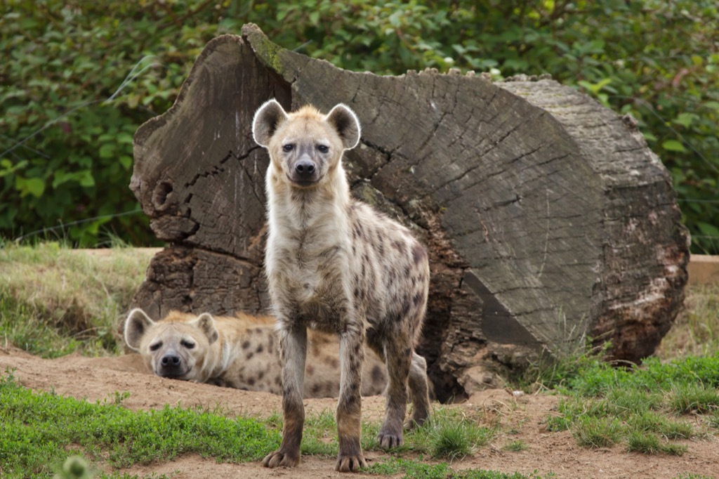 Hyenas