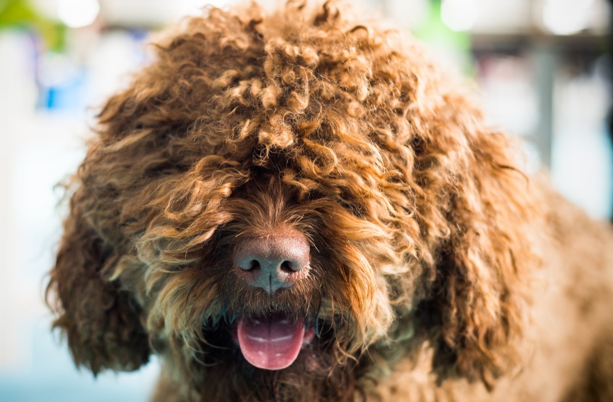Barbet dog looking at camera. Brown French Water Dog. - Image