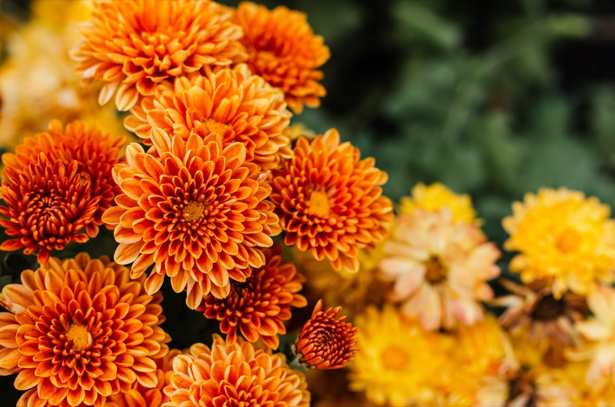 orange and yellow chrysanthemums