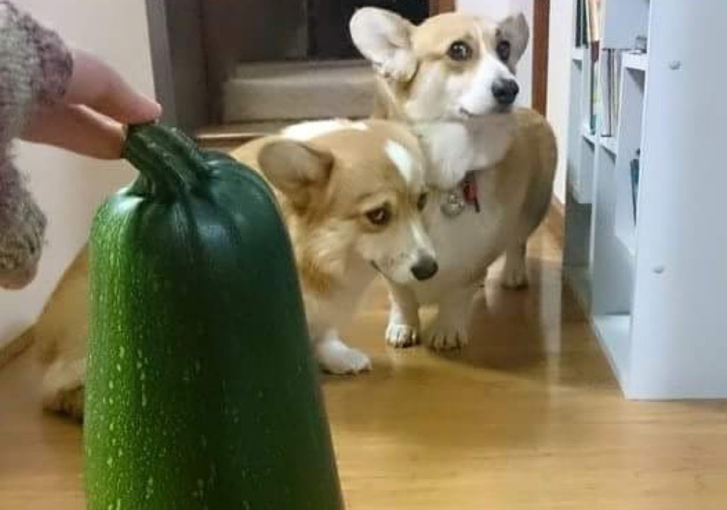 viral photo of corgis afraid of zucchini.