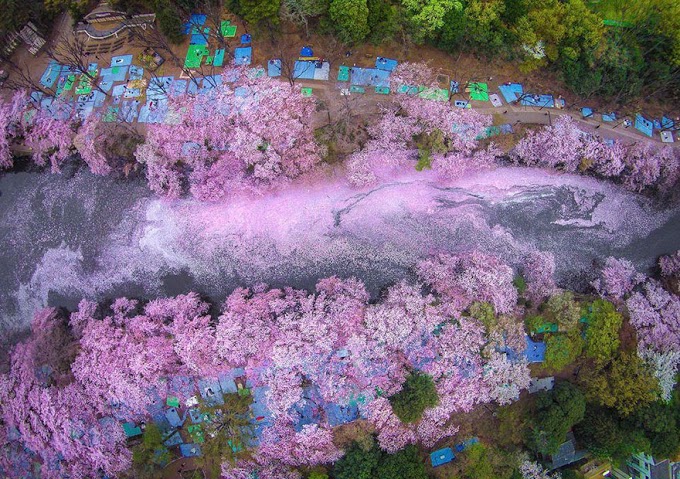 these-photos-of-japanese-cherry-blossoms-are-out-of-this-world-04