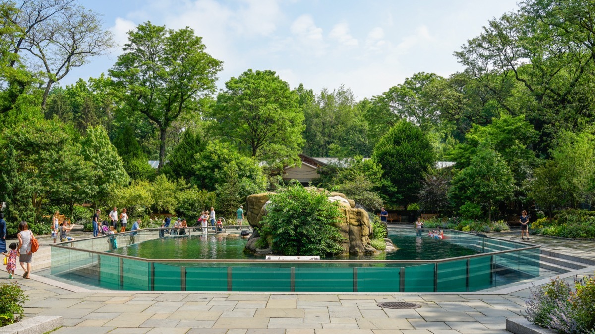 sea lion pool at central park zoo