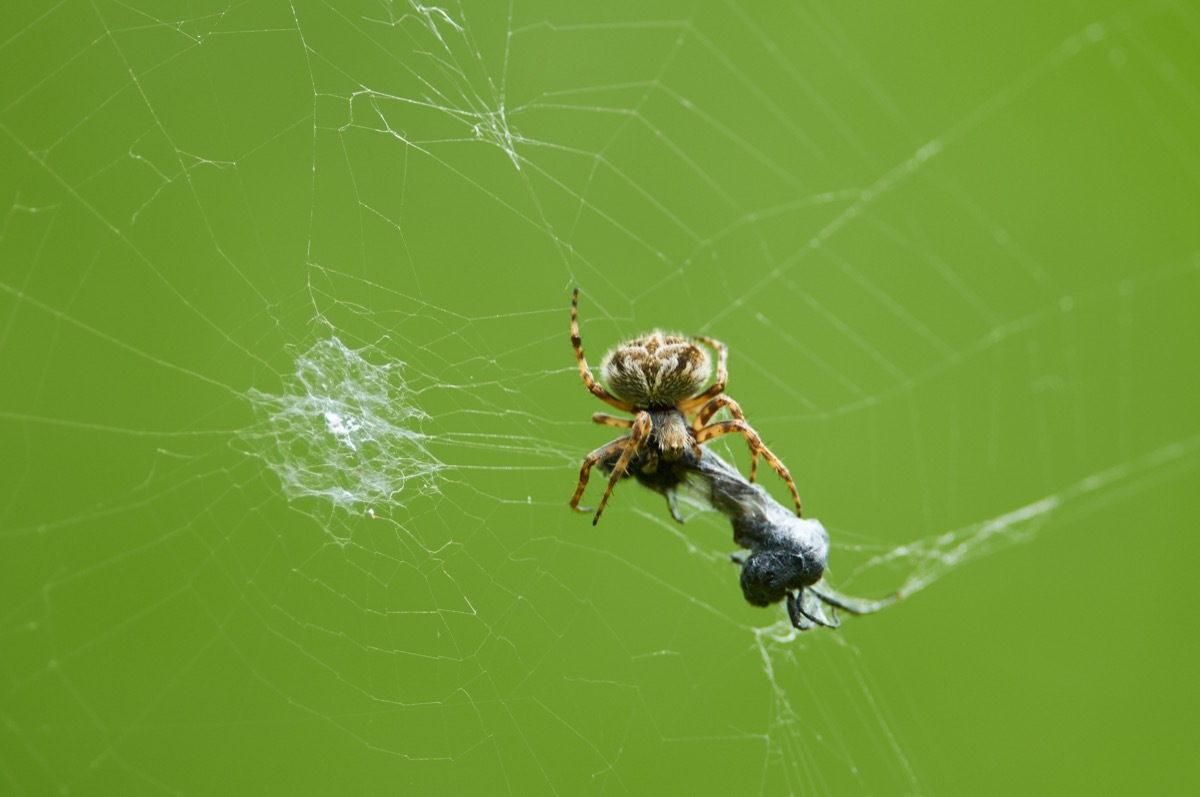 Spider Eating Prey in Its Web {Spider Facts}