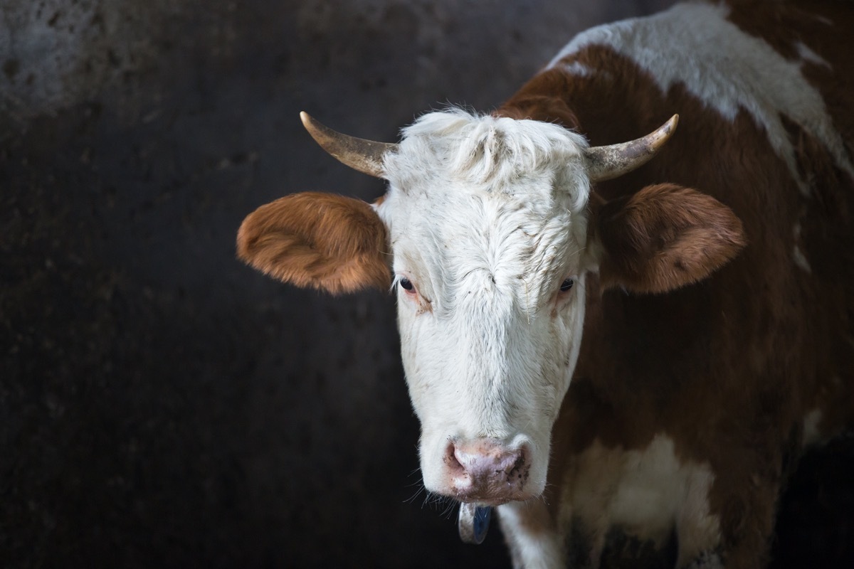 Cow in a stall on a farm