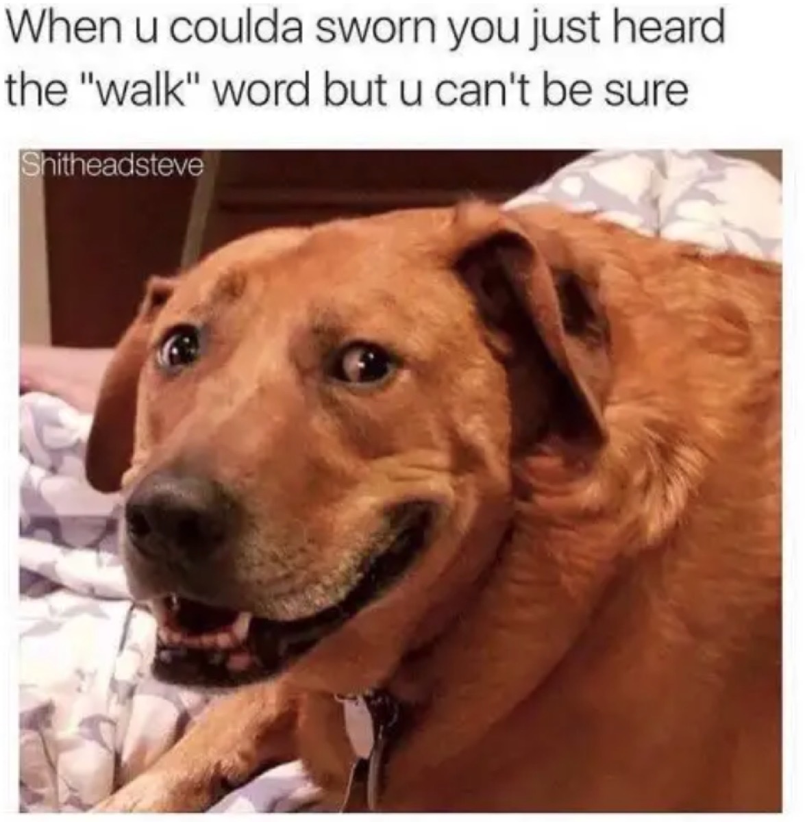dog meme