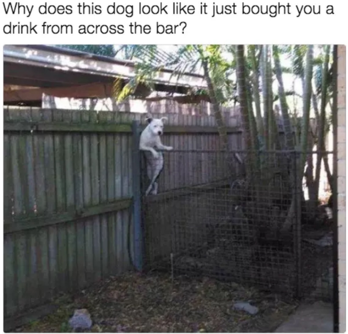 dog meme