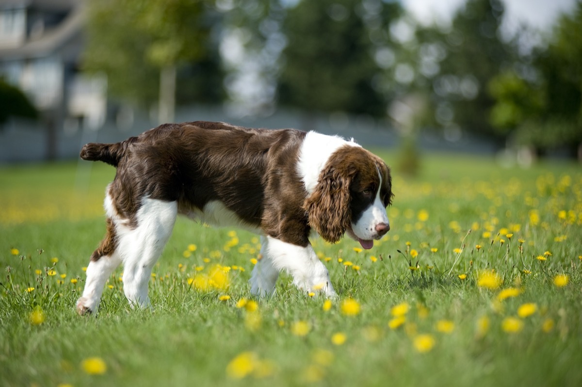 English Springer Spaniel in grass