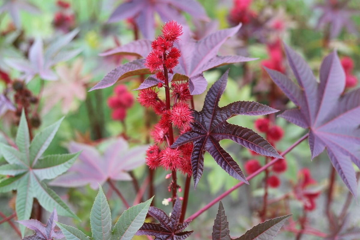 Castor Bean Plant close up