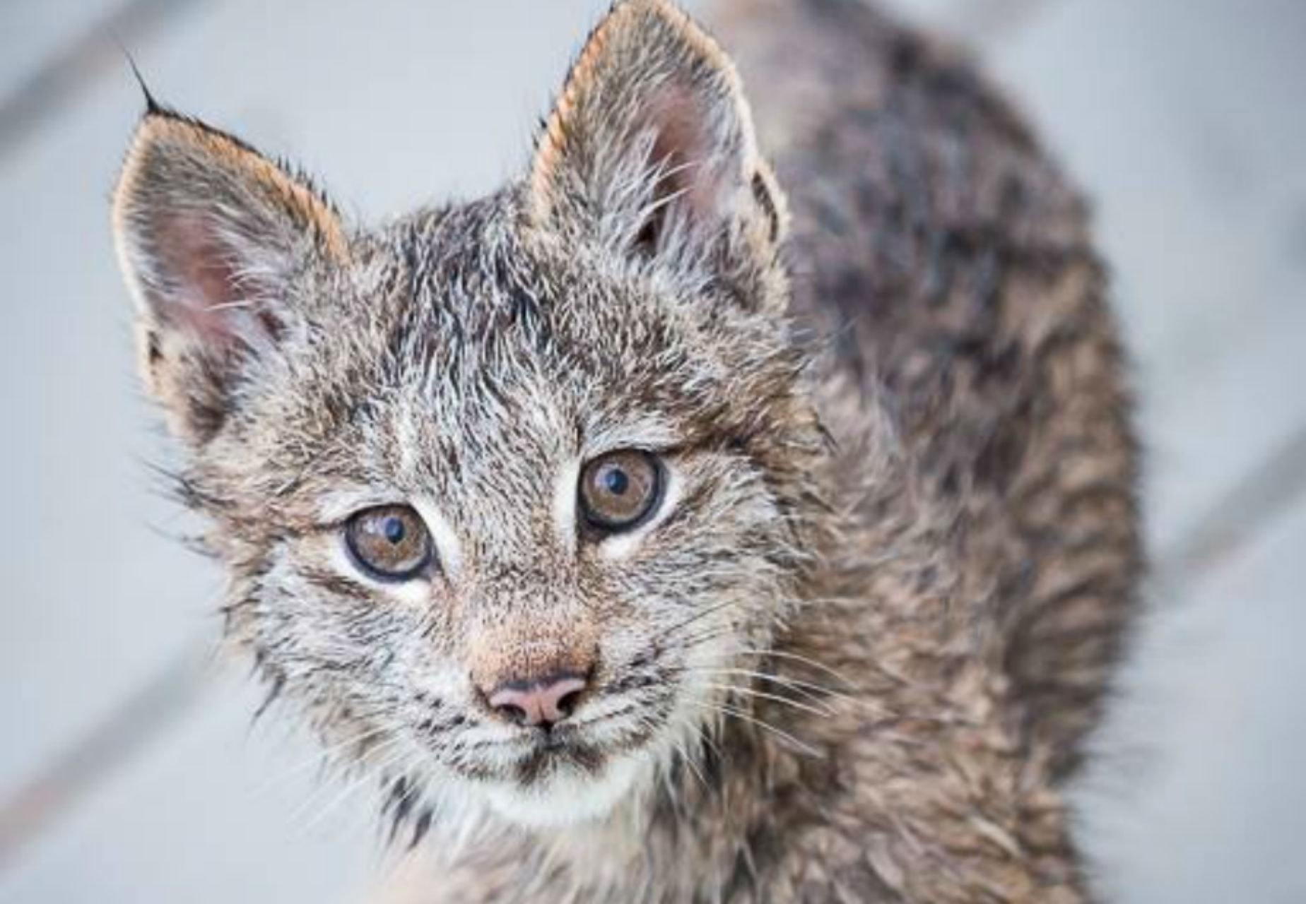 Woken Up By The Epitome Of Cuteness