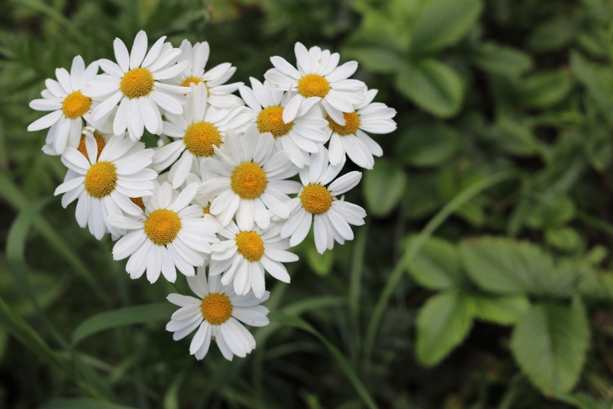 daisies in the shape of a heart