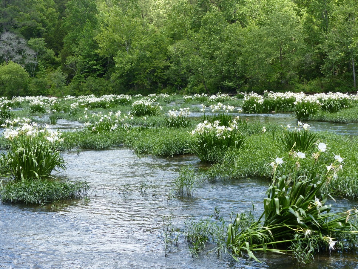 Cahaba River in Alabama
