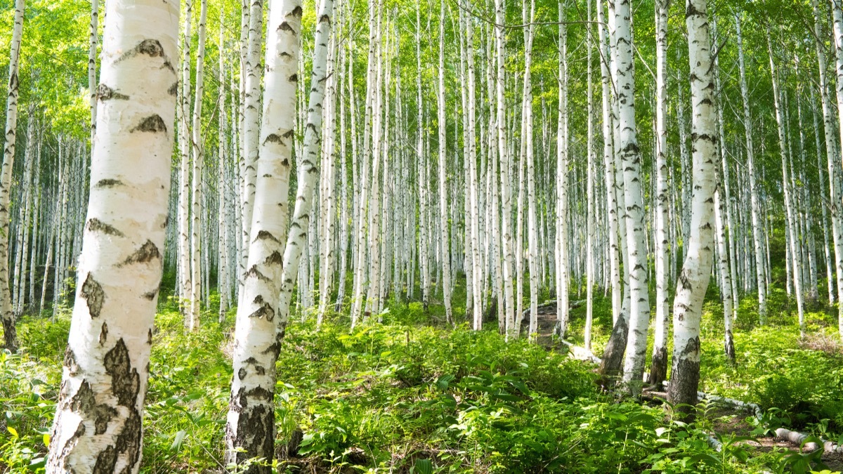 Birch tree forest