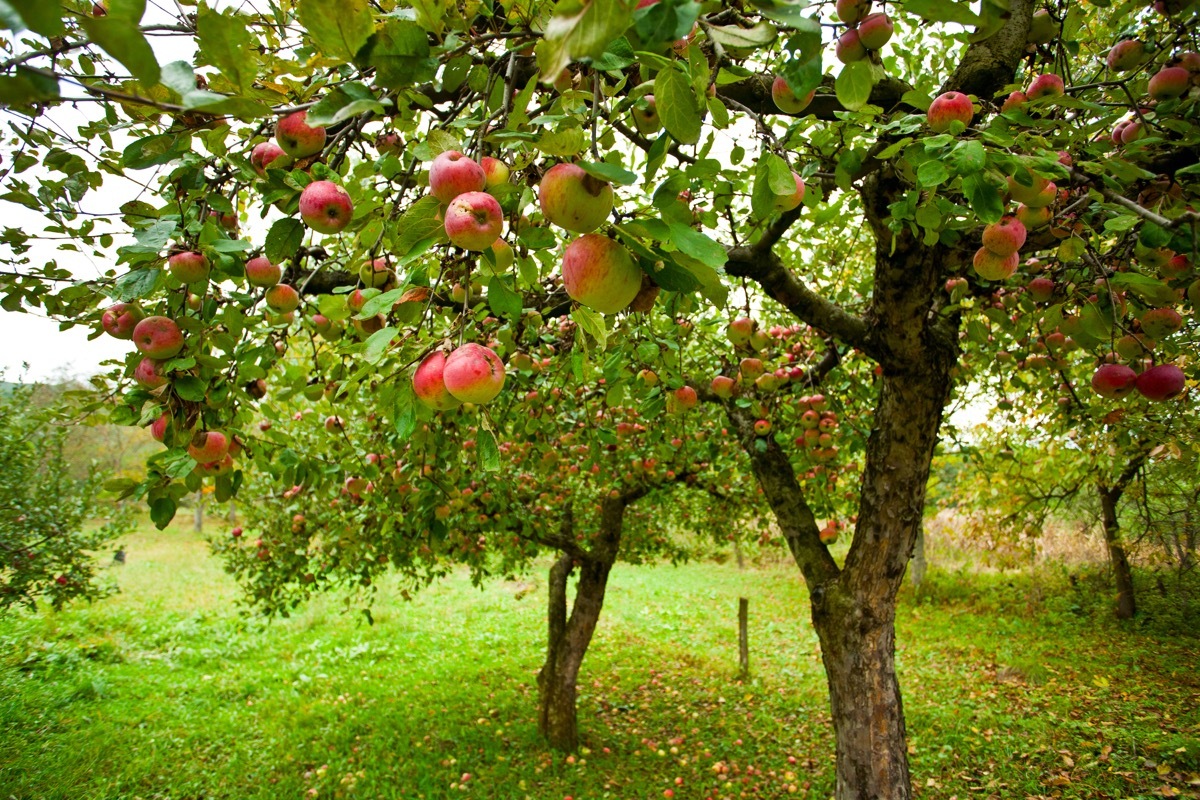 trees with red apples