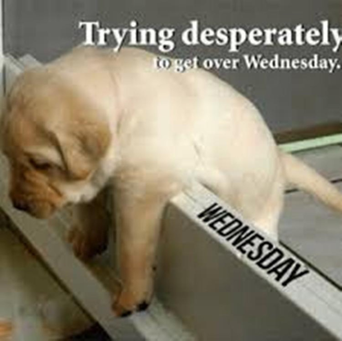 get over wednesday, hump day memes