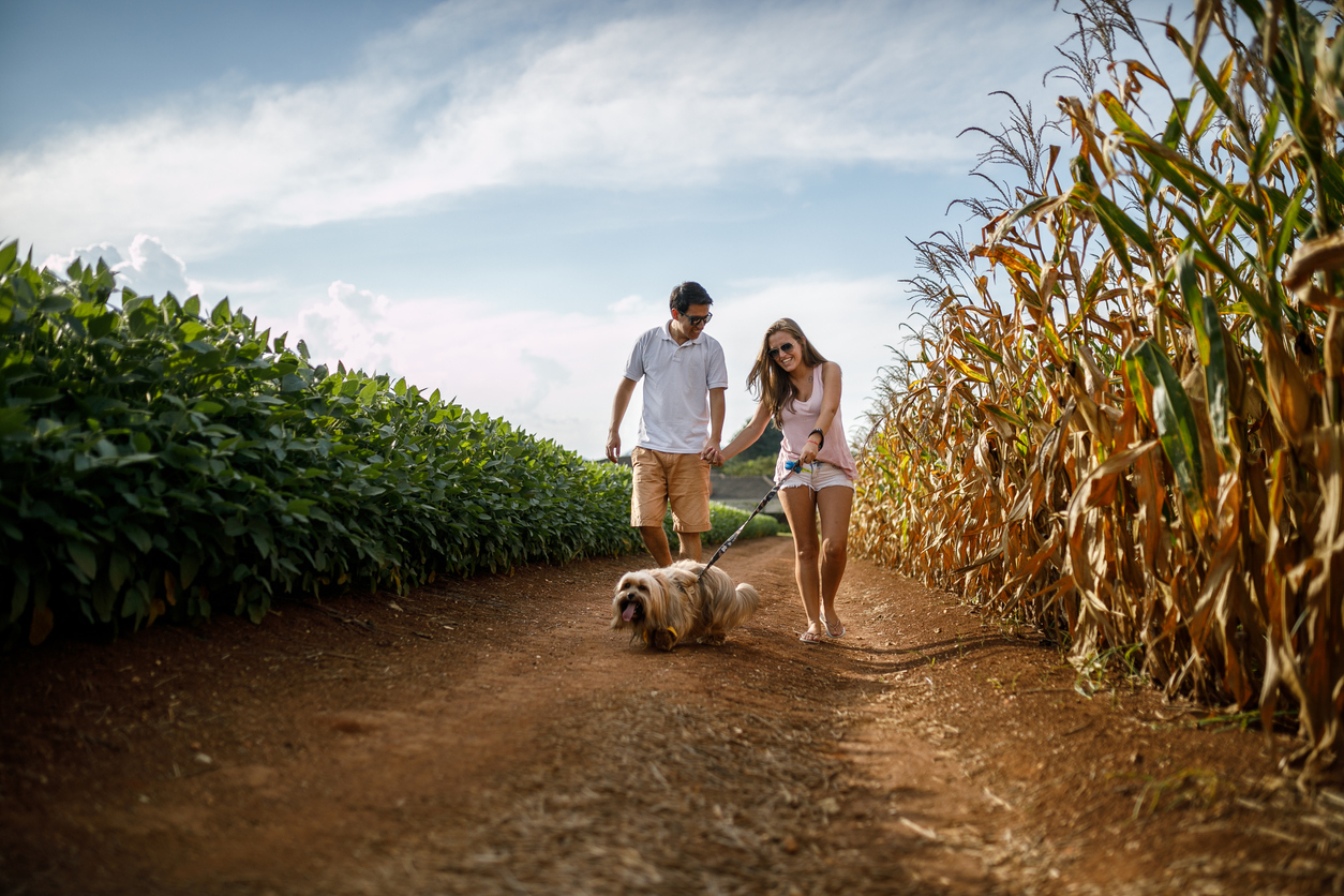 Couple with their dog in the fields.
