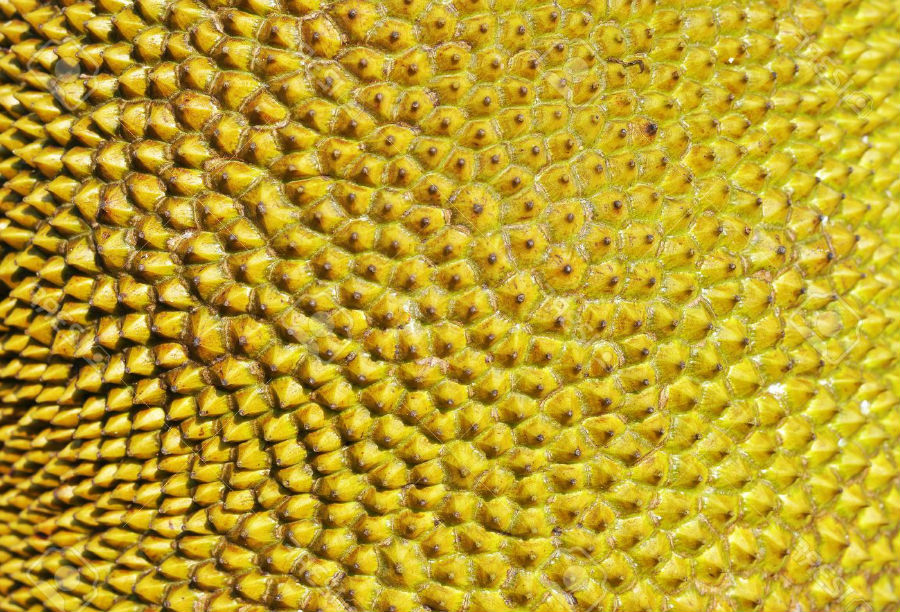 The spiky skin of jackfruit | 9 Facts You Need To Know About The Lip-Smacking Jackfruit | Her Beauty