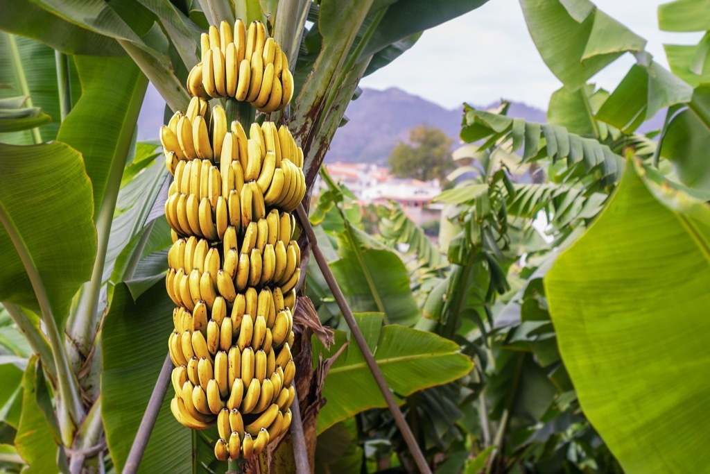 Bananas growing on a