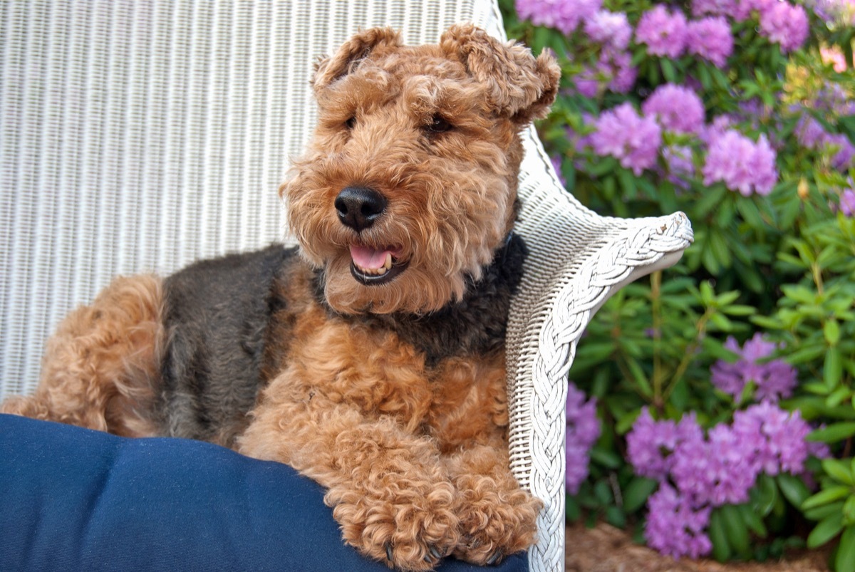welsh terrier on wicker chair