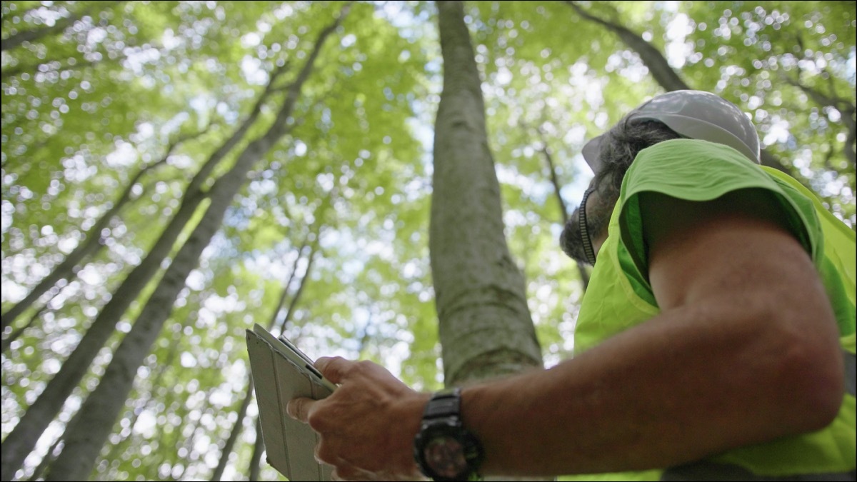 Biologist environmentalist examining the condition of the forest and the trees. Environmental conservation.