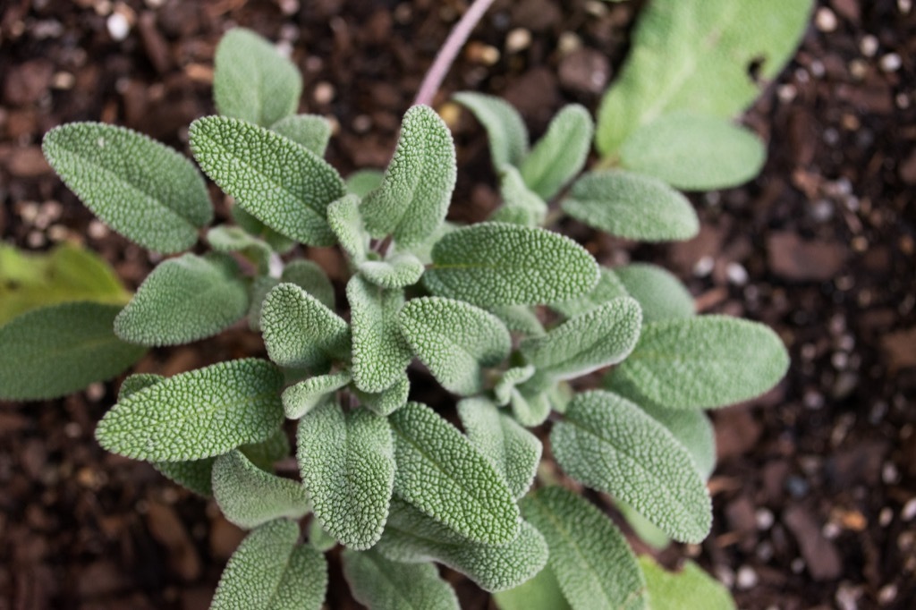 sage best brain foods