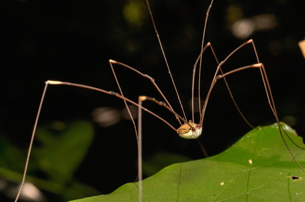 daddy long legs spider