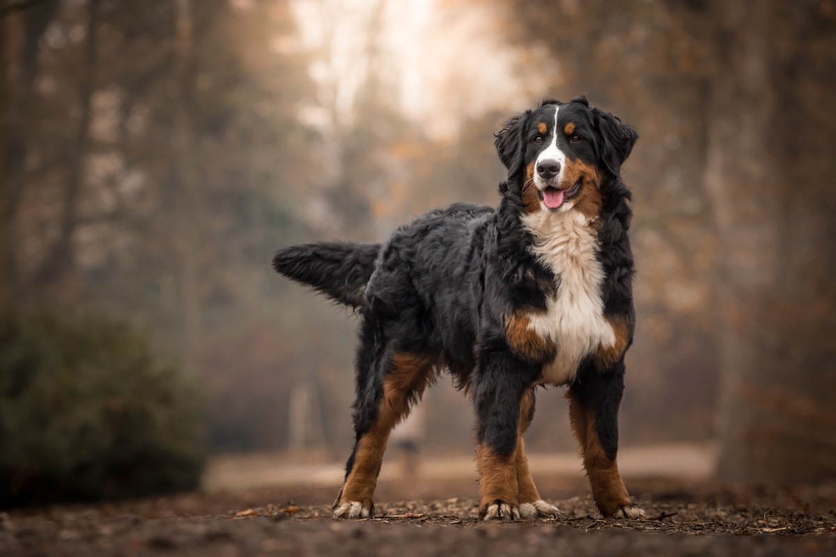 Adorable Cute Female Of Bernese Mountain Dog Standing In The Park - Image