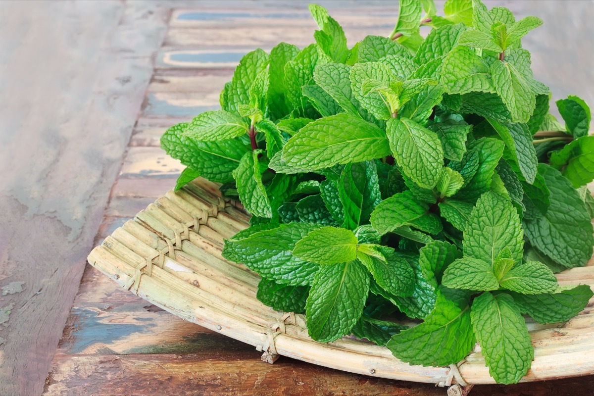 Fresh Mint on Wooden Board