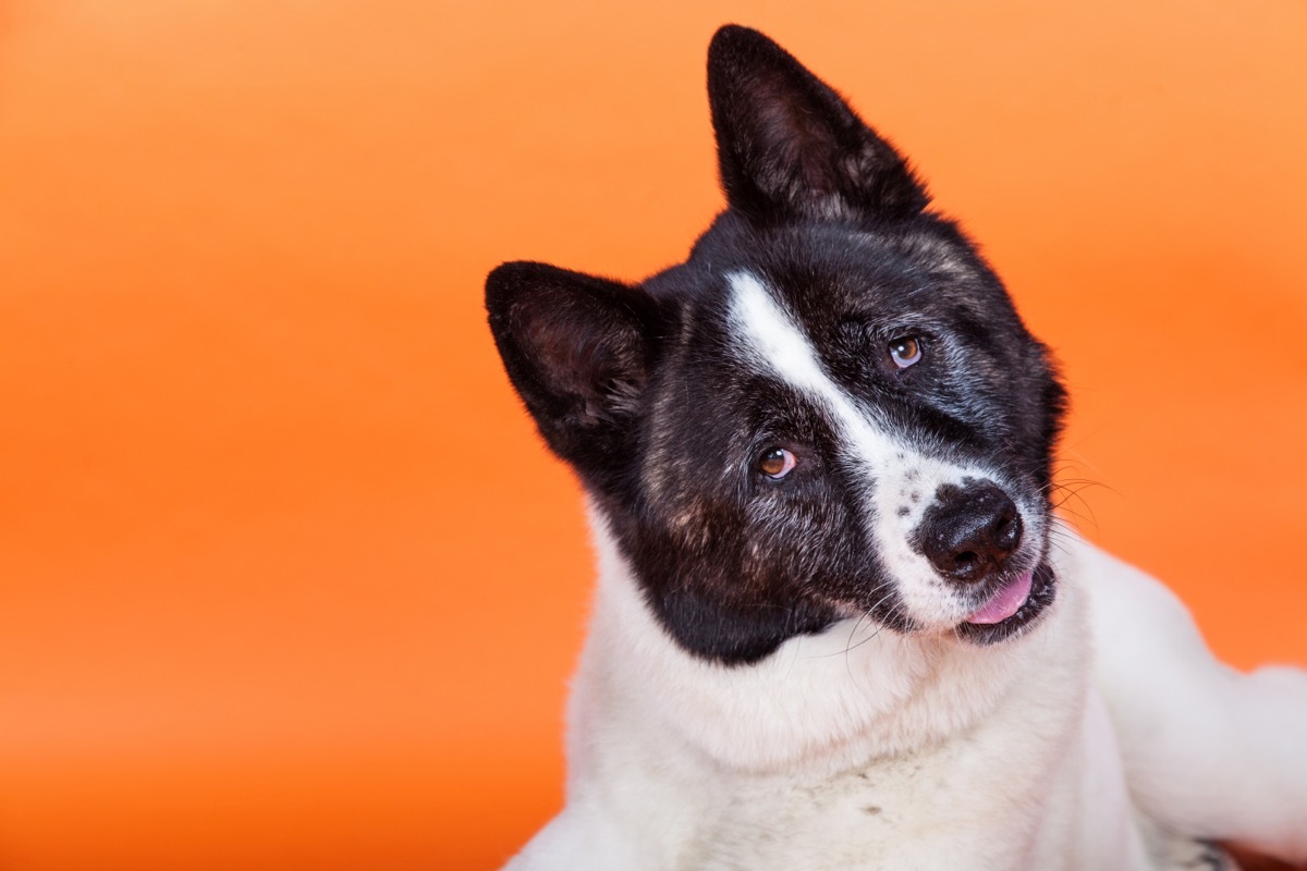 dog cocking his head to the side over an orange background
