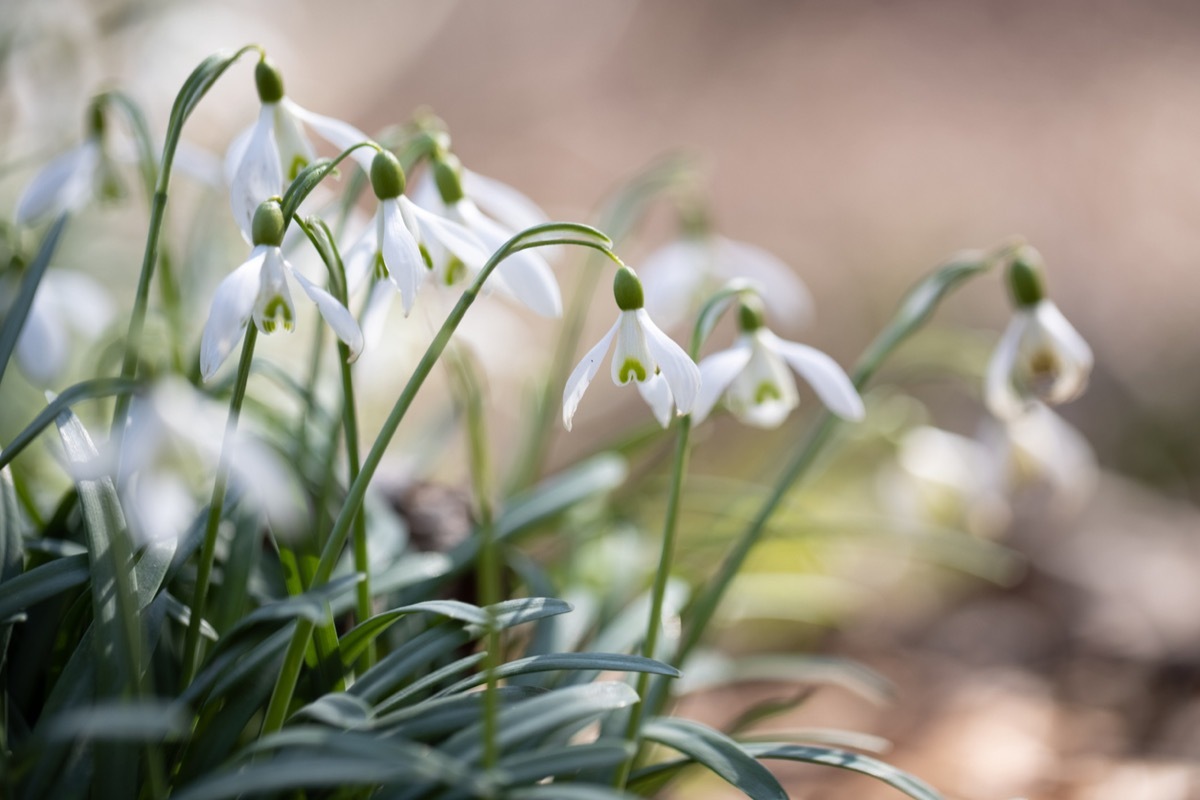 Snowdrop flower