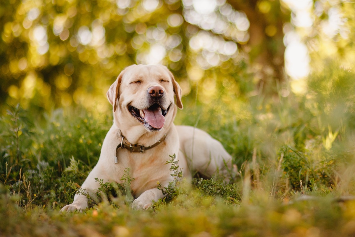 Labrador Retriever laying in the grass smiling