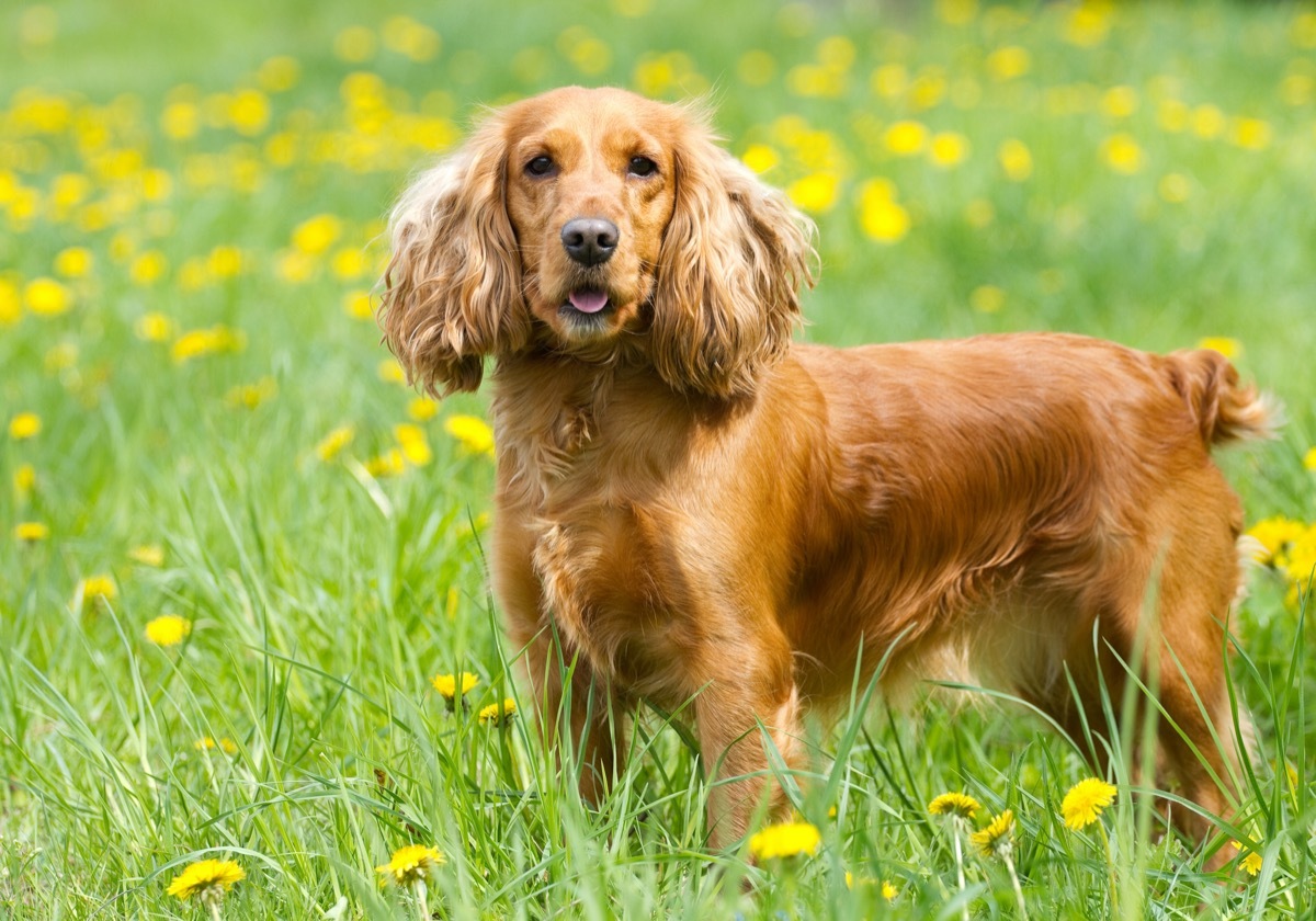 English Cocker Spaniel dog in grass