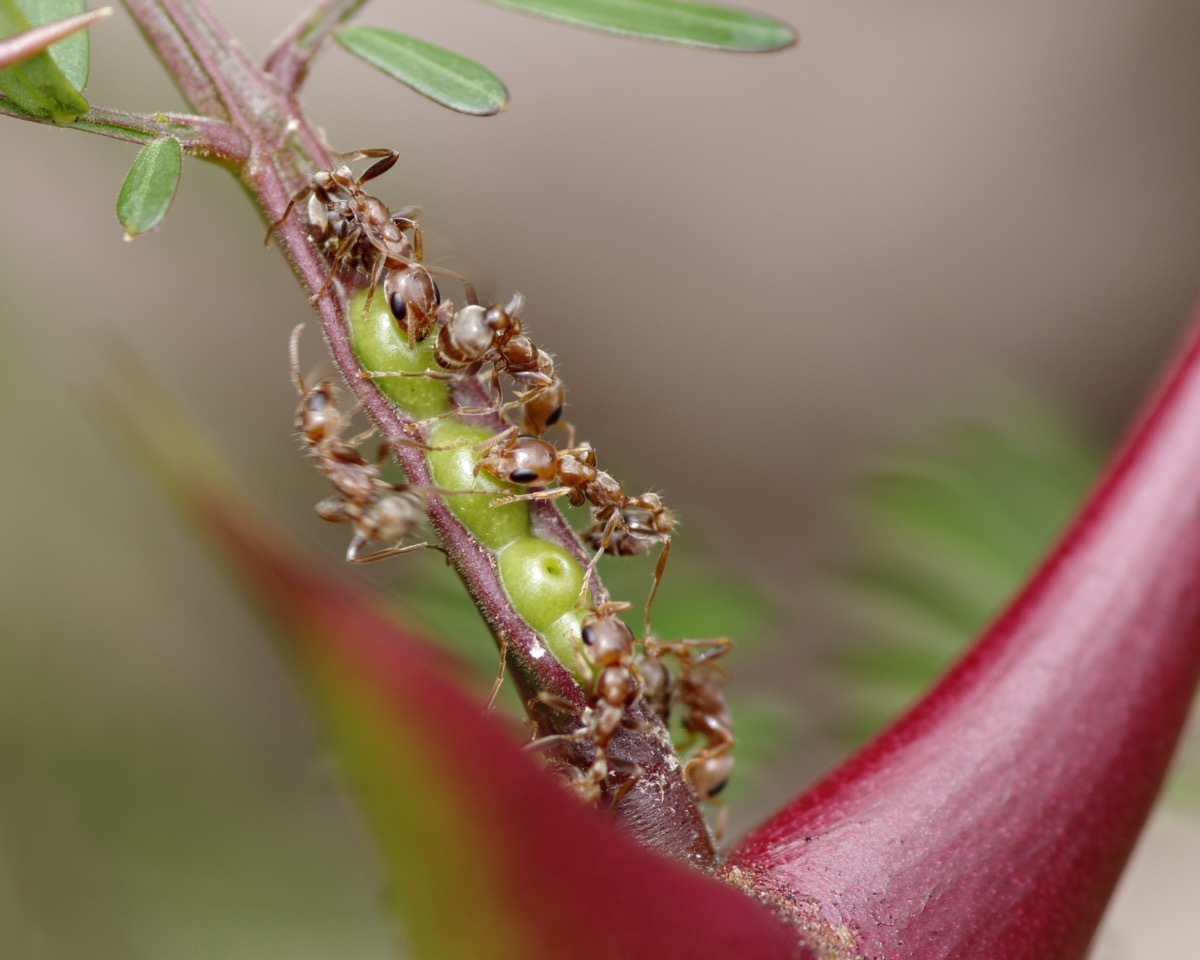Bullhorn Acacia Tree {How Do Plants Protect Themselves}