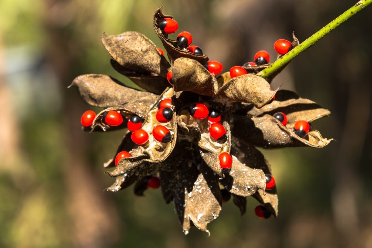 Rosary Pea plants that can kill