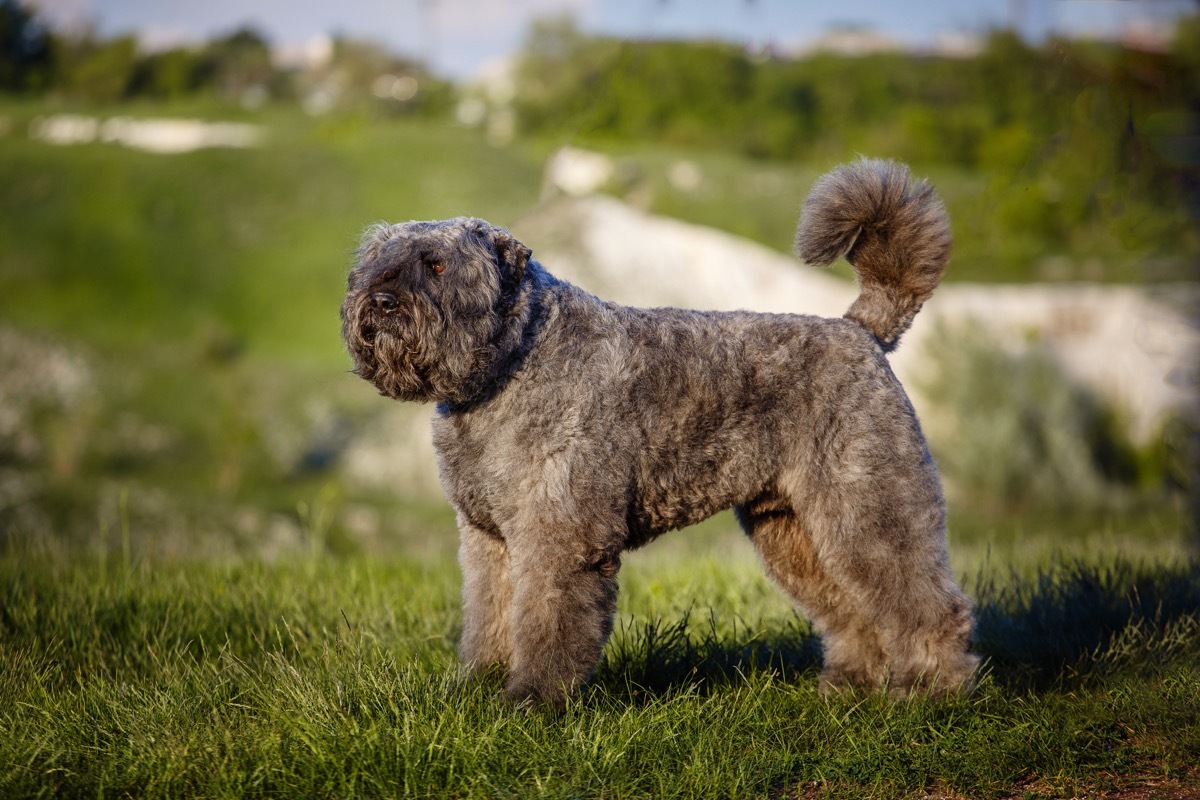 Bouvier des Flandres dog in a grassy area