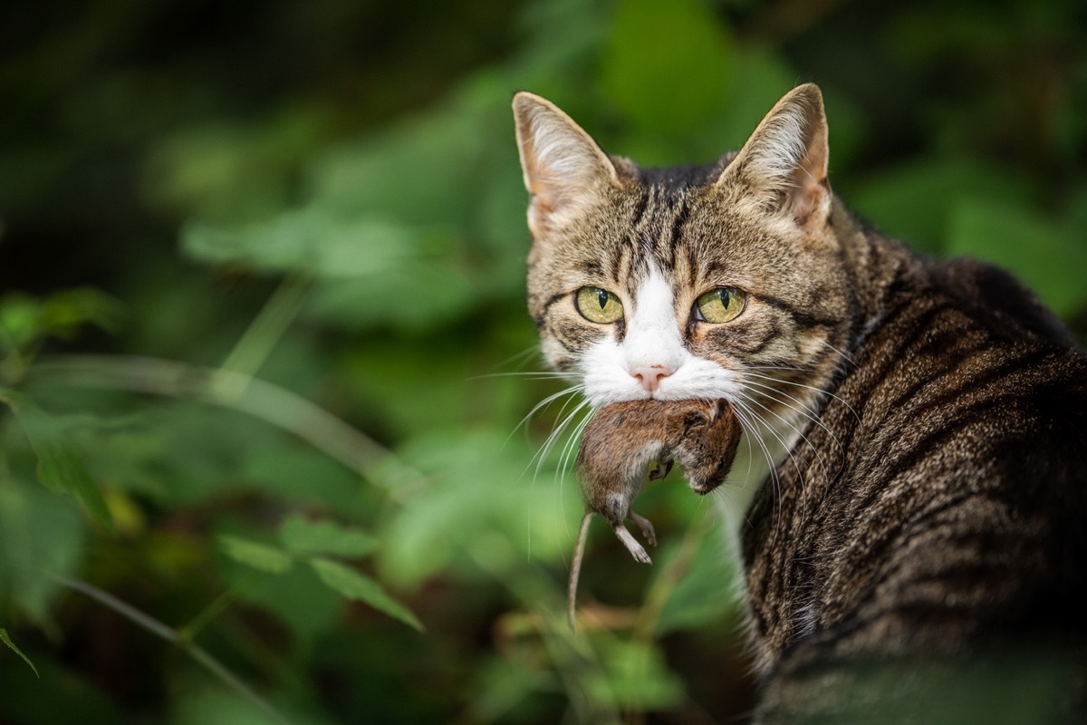 Cat hunter with a caught mouse in her mouth