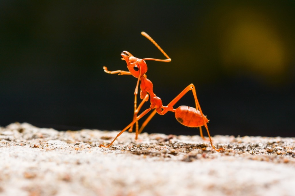 Red ant awesome facts