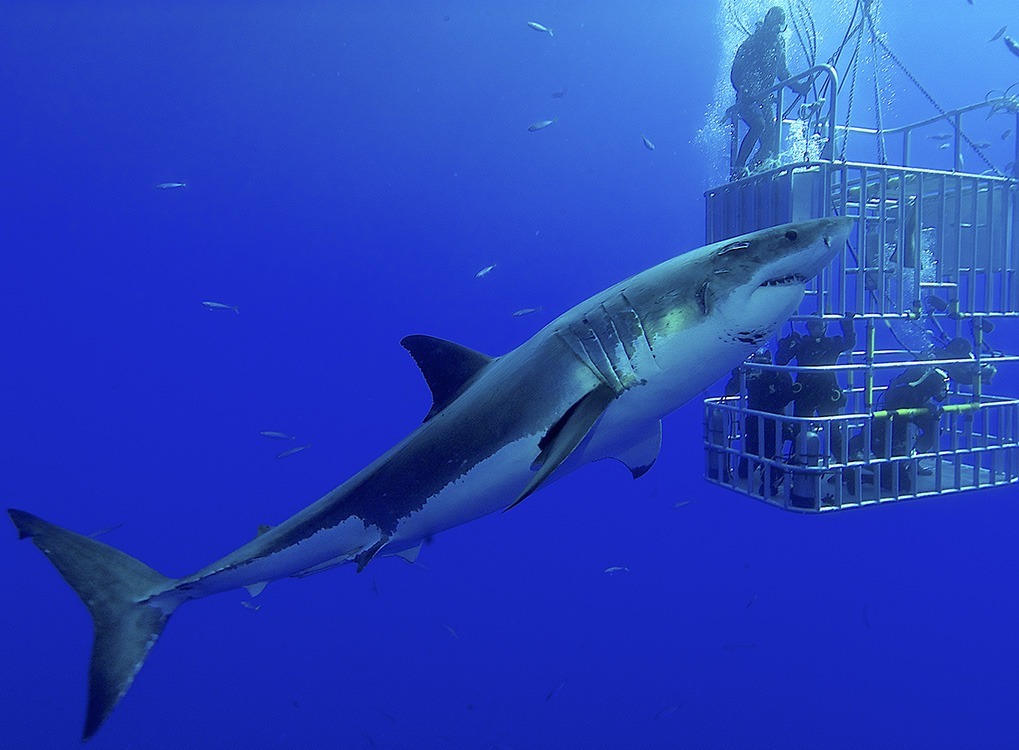 sharks with no predators