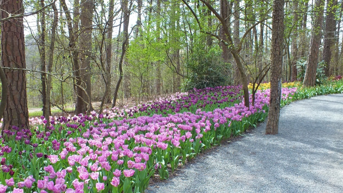 Tulips in Garvan Woodland Gardens