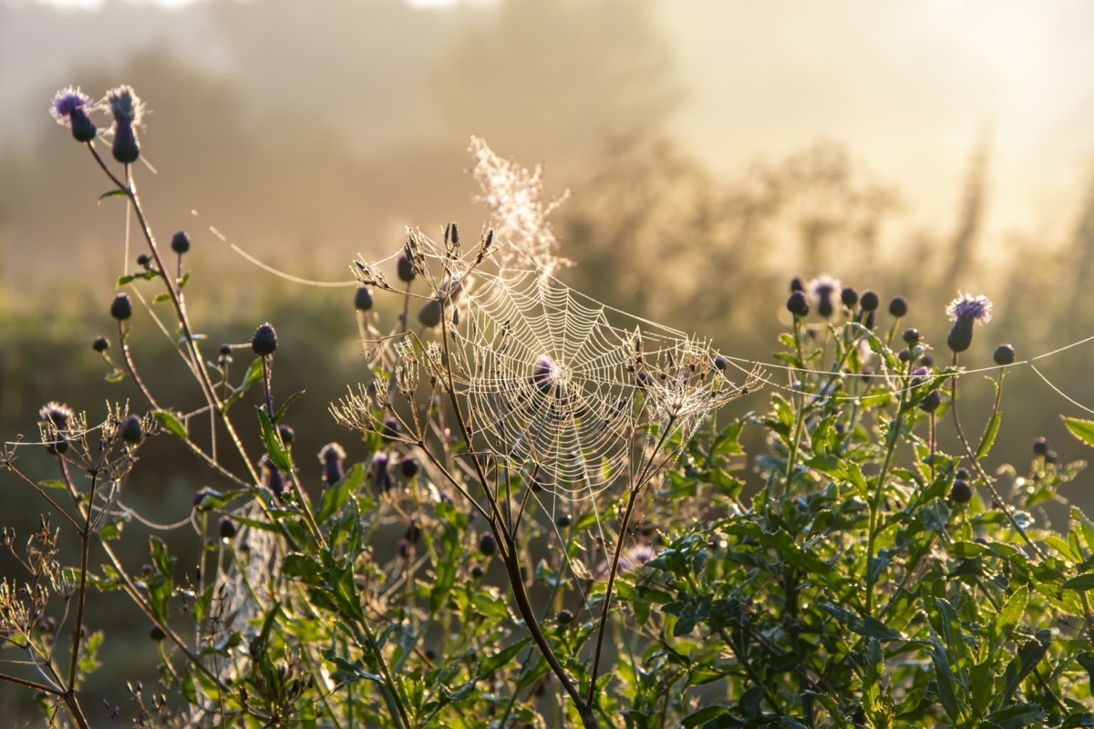 Gossamer in field