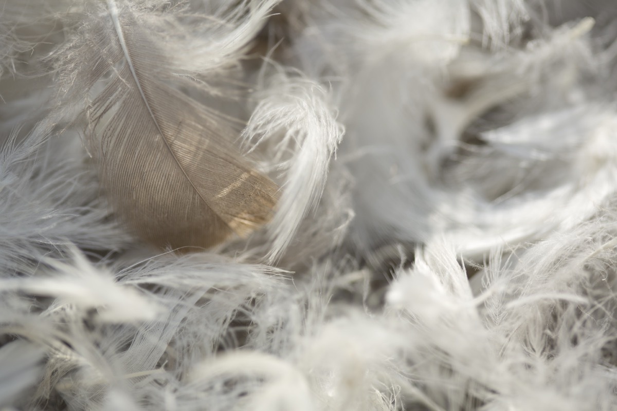 pillow fight feathers, weird state records