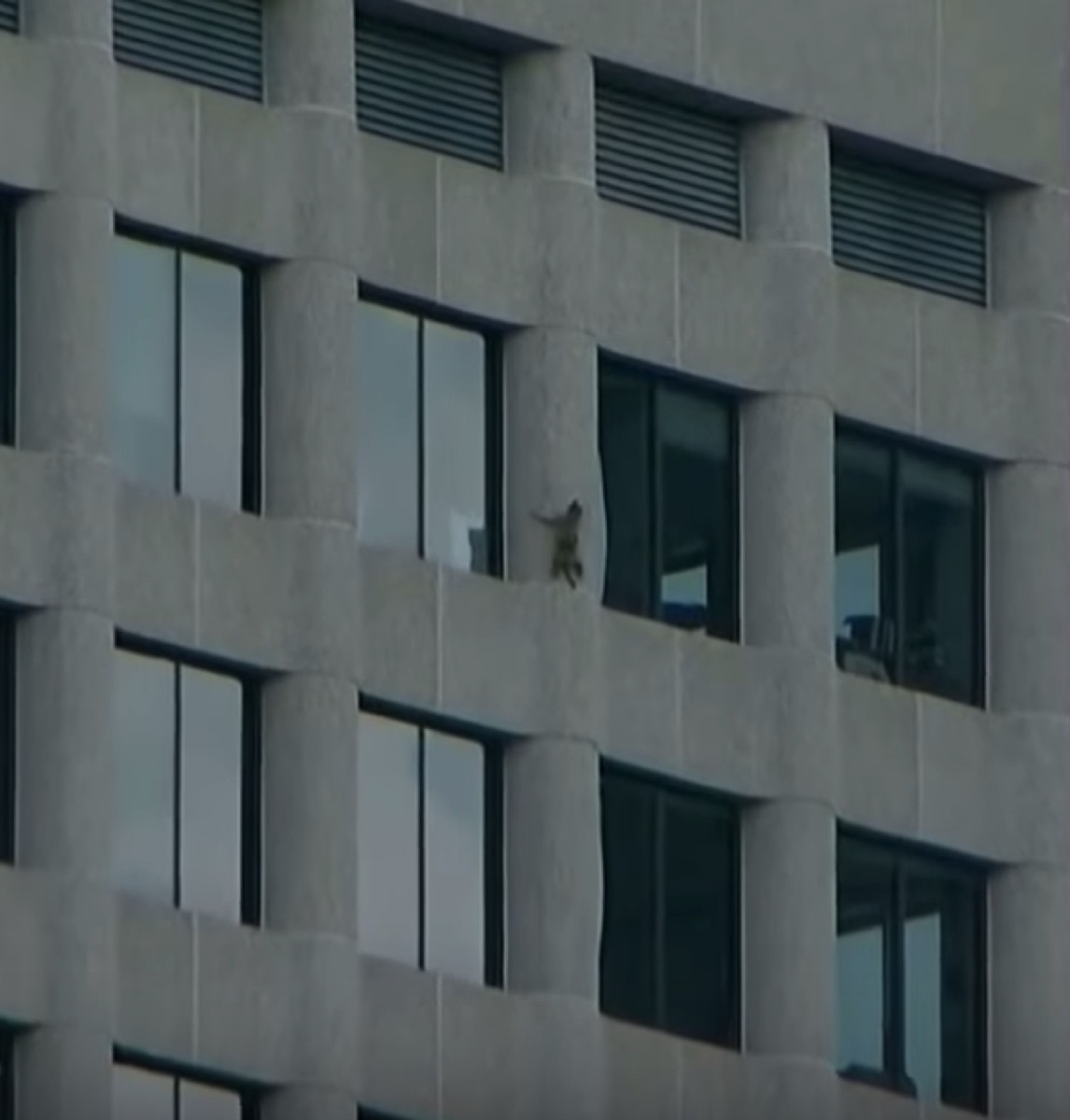 raccoon skyscraper 2018 pop culture