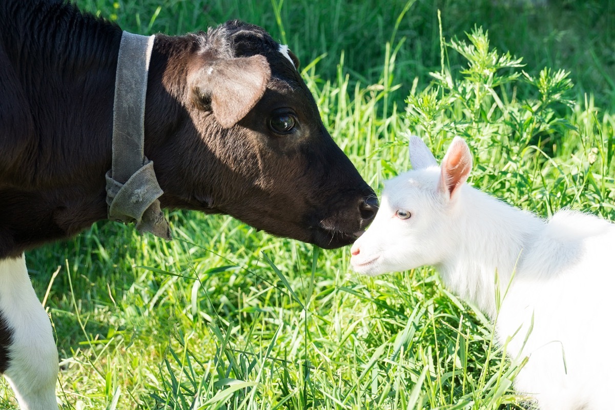cow kissing sheep, cow photos