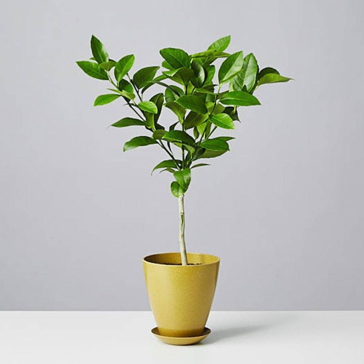 small meyer lemon tree in green pot