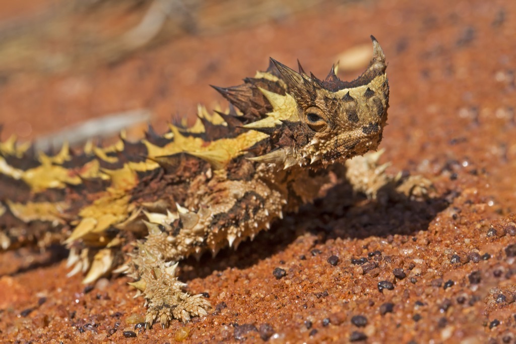 thorny dragon